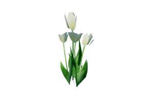 3D Pflanzen - Wei&szlig;e Tulpe