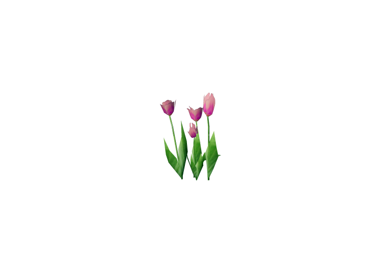Plantes 3D - Tulipe violette - ACCA software Plantes 3D - Tulipe violette - ACCA software
