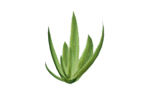 3D Pflanzen - Echte Aloe