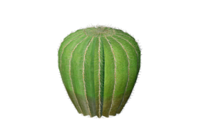 Plantas 3D - Cacto de tambor do Arizona