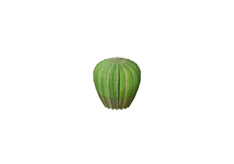 Plantas 3D - Cacto de tambor do Arizona - ACCA software Plantas 3D - Cacto de tambor do Arizona - ACCA software
