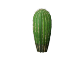 Piante 3D - Cactus barilotto dell'Arizona