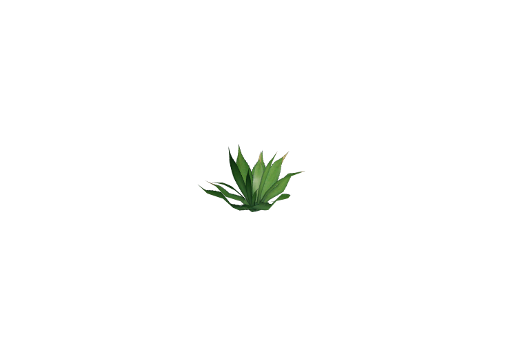 Plantes 3D - Agave américain - ACCA software Plantes 3D - Agave américain - ACCA software