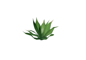 Piante 3D - Agave americana