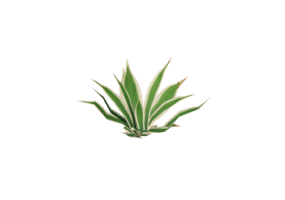 Plantas 3D - Agave americana