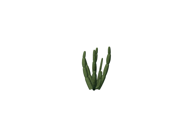 Plantes 3D - Cactus a canne d'orgue - ACCA software Plantes 3D - Cactus a canne d'orgue - ACCA software