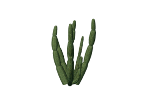 3D Flowers - Organ Pipe Cactus