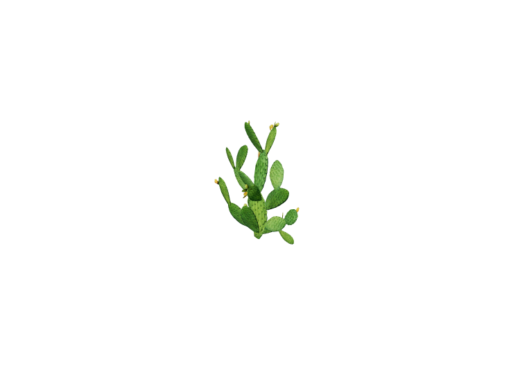 3D Flowers - Prickly Pear - ACCA software 3D Flowers - Prickly Pear - ACCA software