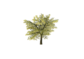 3D Trees - Mimosa