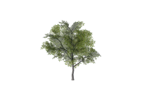 3D Trees - Tabebuia